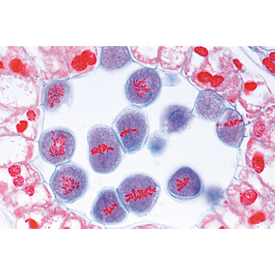 Angiospermes, cellules et tissus - Espagnol, 1003911 [W13017S], Lames microscopiques Espagnol