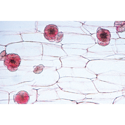 Angiospermes, cellules et tissus - Espagnol, 1003911 [W13017S], Lames microscopiques Espagnol