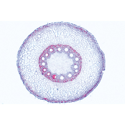 Angiospermes, racines - Français, 1003913 [W13018F], Préparations microscopiques LIEDER