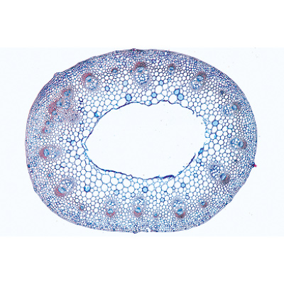 Angiospermes, tiges - Français, 1003917 [W13019F], Préparations microscopiques LIEDER