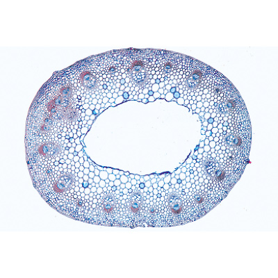 Angiospermes, tiges - Portugais, 1003918 [W13019P], Préparations microscopiques LIEDER