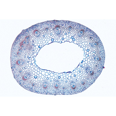 Angiospermes, tiges - Espagnol, 1003919 [W13019S], Préparations microscopiques LIEDER