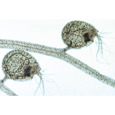 Angiospermes, feuilles - Allemand, 1003920 [W13020], Lames microscopiques Allemand