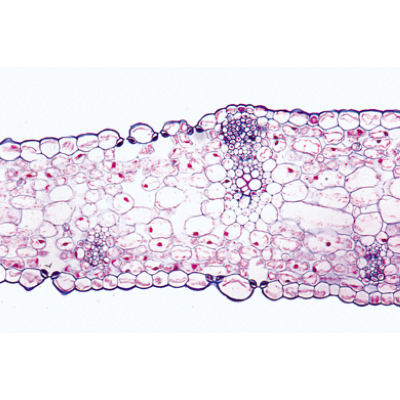 Angiospermes, feuilles - Français, 1003921 [W13020F], Lames microscopiques Français