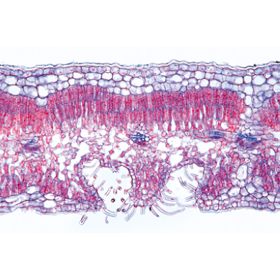 Angiospermes, feuilles - Français, 1003921 [W13020F], Préparations microscopiques LIEDER