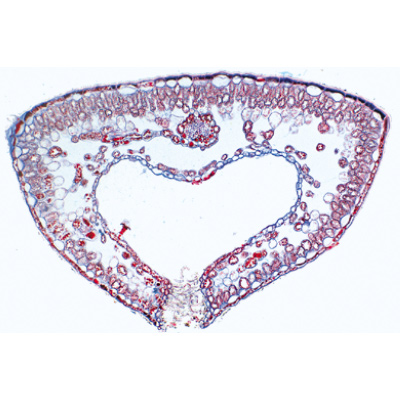 Angiospermes, feuilles - Français, 1003921 [W13020F], Préparations microscopiques LIEDER
