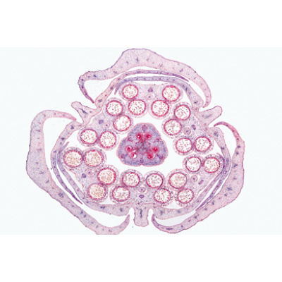 Angiospermes, fleurs - Allemand, 1003924 [W13021], Préparations microscopiques LIEDER
