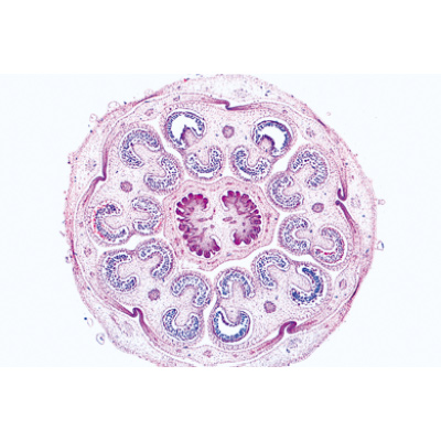Angiospermes, fleurs - Allemand, 1003924 [W13021], Lames microscopiques Allemand