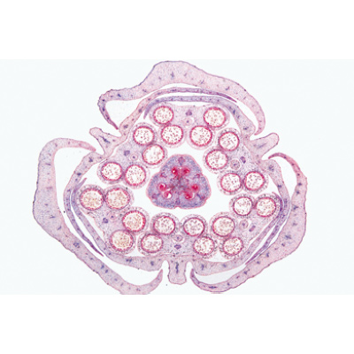 Angiospermes, fleurs - Français, 1003925 [W13021F], Préparations microscopiques LIEDER