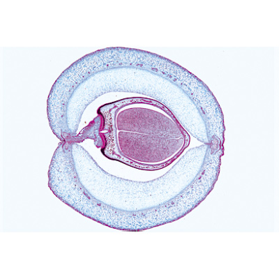 Angiospermes, fruits et graines - Allemand, 1003928 [W13022], Lames microscopiques Allemand
