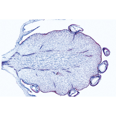 Angiospermes, fruits et graines - Allemand, 1003928 [W13022], Préparations microscopiques LIEDER