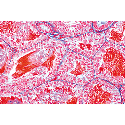 La cellule animale - Allemand, 1003932 [W13023], Lames microscopiques Allemand