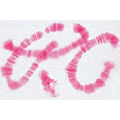 La cellule animale - Allemand, 1003932 [W13023], Préparations microscopiques LIEDER