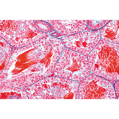 La cellule animale - Français, 1003933 [W13023F], Lames microscopiques Français