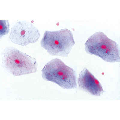 La cellule animale - Portugais, 1003934 [W13023P], Préparations microscopiques LIEDER