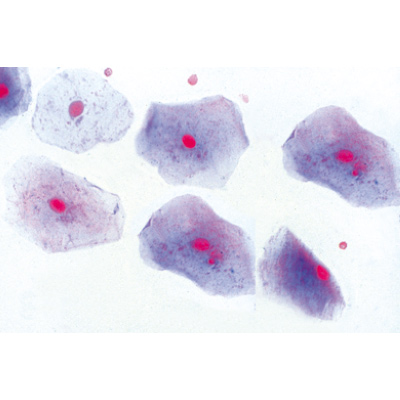La cellule animale - Espagnol, 1003935 [W13023S], Préparations microscopiques LIEDER