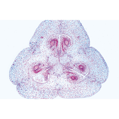 La cellule végétale - Français, 1003937 [W13024F], Lames microscopiques Français