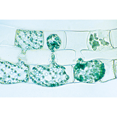 La cellule végétale - Portugais, 1003938 [W13024P], Préparations microscopiques LIEDER