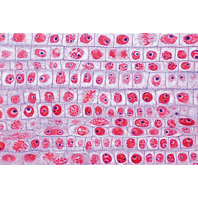 La cellule végétale - Portugais, 1003938 [W13024P], Préparations microscopiques LIEDER