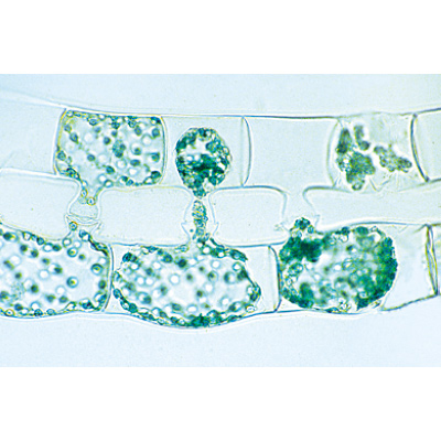 La cellule végétale - Espagnol, 1003939 [W13024S], Préparations microscopiques LIEDER