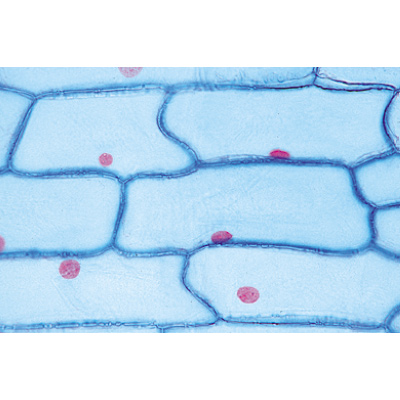 La cellule végétale - Espagnol, 1003939 [W13024S], Préparations microscopiques LIEDER
