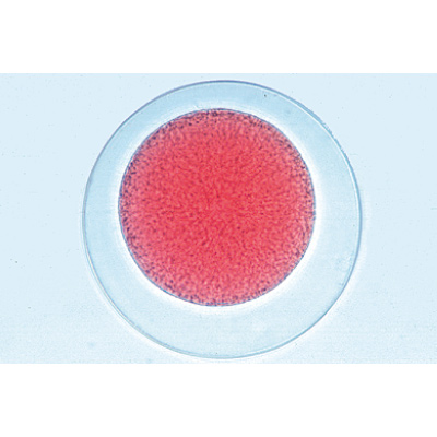 Embryologie de l’oursin de mer (Psammechinus miliaris) - Français, 1003945 [W13026F], Préparations microscopiques LIEDER