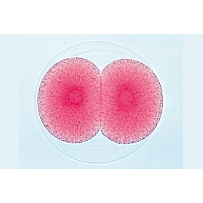 Embryologie de l’oursin de mer (Psammechinus miliaris) - Français, 1003945 [W13026F], Préparations microscopiques LIEDER