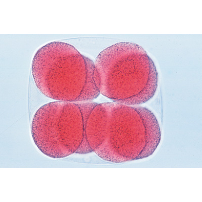 Embryologie de l’oursin de mer (Psammechinus miliaris) - Portugais, 1003946 [W13026P], Préparations microscopiques LIEDER