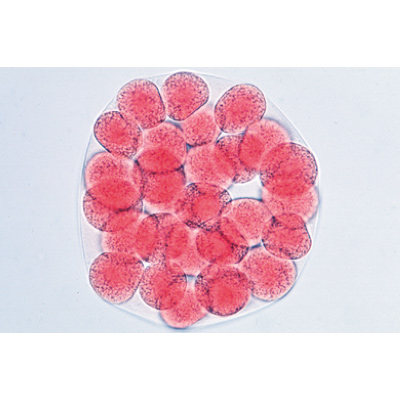 Embryologie de l’oursin de mer (Psammechinus miliaris) - Portugais, 1003946 [W13026P], Lames microscopiques Portugais