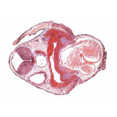 Embryologie de la grenouille (Rana) - Français, 1003949 [W13027F], Préparations microscopiques LIEDER