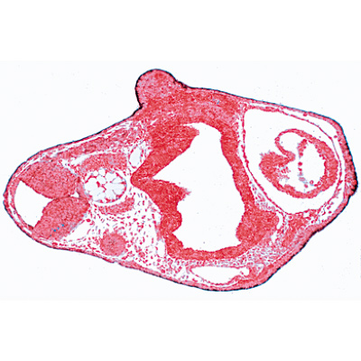 Embryologie de la grenouille (Rana) - Espagnol, 1003951 [W13027S], Lames microscopiques Espagnol