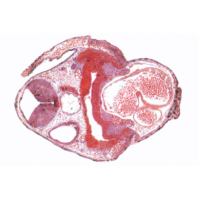 Embryologie de la grenouille (Rana) - Espagnol, 1003951 [W13027S], Lames microscopiques Espagnol