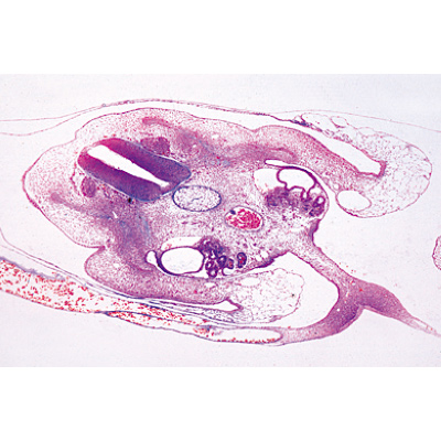 Embryologie du poulet (Gallus domesticus) - Allemand, 1003952 [W13028], Lames microscopiques Allemand