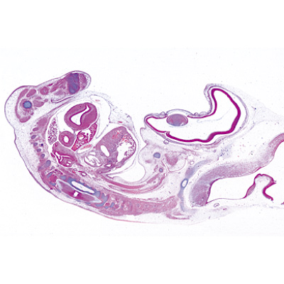 Embryologie du poulet (Gallus domesticus) - Allemand, 1003952 [W13028], Lames microscopiques Allemand