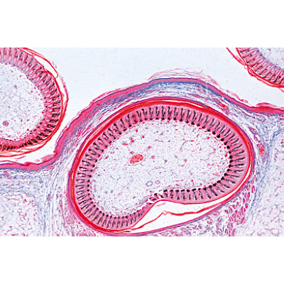 Embryologie du poulet (Gallus domesticus) - Français, 1003953 [W13028F], Lames microscopiques Français