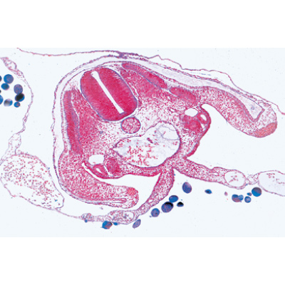 Embryologie du poulet (Gallus domesticus) - Espagnol, 1003955 [W13028S], Lames microscopiques Espagnol