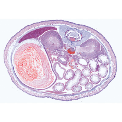 Embryologie du porc (Sus scrofa) - Allemand, 1003956 [W13029], Préparations microscopiques LIEDER