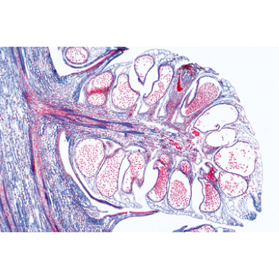 Embryologie du porc (Sus scrofa) - Français, 1003957 [W13029F], Préparations microscopiques LIEDER