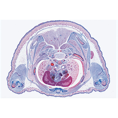 Embryologie du porc (Sus scrofa) - Portugais, 1003958 [W13029P], Préparations microscopiques LIEDER
