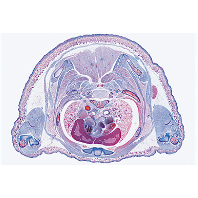 Embryologie du porc (Sus scrofa) - Espagnol, 1003959 [W13029S], Préparations microscopiques LIEDER