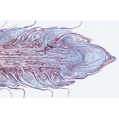 Embryologie du porc (Sus scrofa) - Espagnol, 1003959 [W13029S], Préparations microscopiques LIEDER