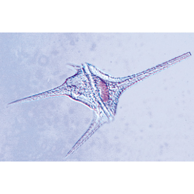 Protozoaire - Anglais, 1003960 [W13030], Préparations microscopiques LIEDER
