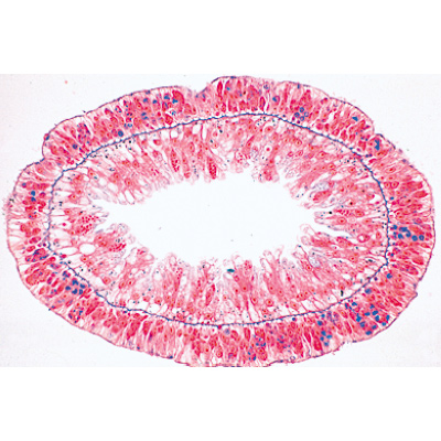 Cœlenterata et Porifera - Anglais, 1003961 [W13031], Lames microscopiques Anglais