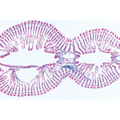 Mollusques - Anglais, 1003966 [W13036], Lames microscopiques Anglais