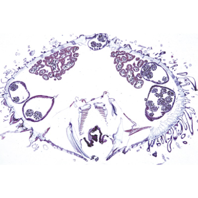 Échinoderme, bryozoaires et brachiopodes - Anglais, 1003967 [W13037], Lames microscopiques Anglais
