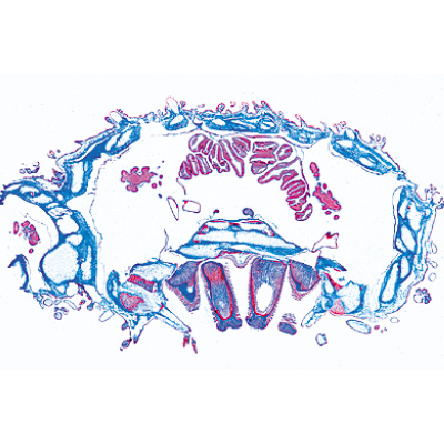Échinoderme, bryozoaires et brachiopodes - Anglais, 1003967 [W13037], Lames microscopiques Anglais