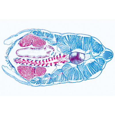 Céphalocordés (Acrania) - Anglais, 1003968 [W13038], Préparations microscopiques LIEDER