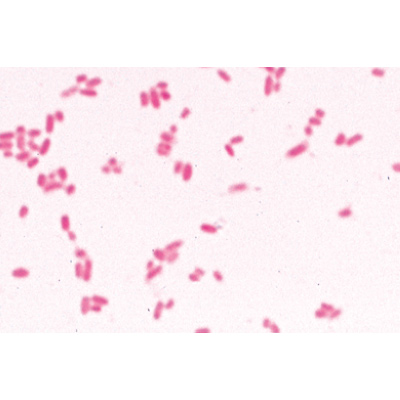Série de base de bactéries - Anglais, 1003969 [W13040], Lames microscopiques Anglais