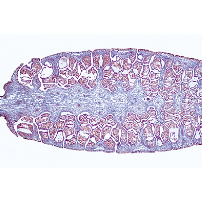 Pteridophytes (fougères et alliés) - Anglais, 1003973 [W13044], Lames microscopiques Anglais