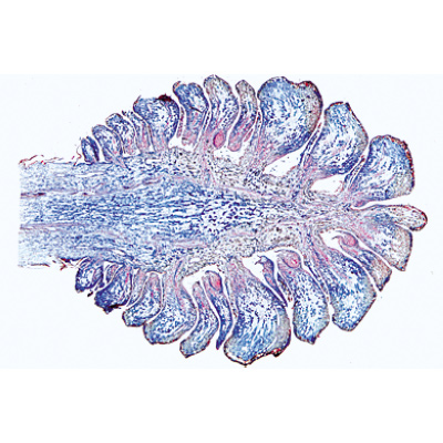 Gymnospermes - Anglais, 1003974 [W13045], Lames microscopiques Anglais